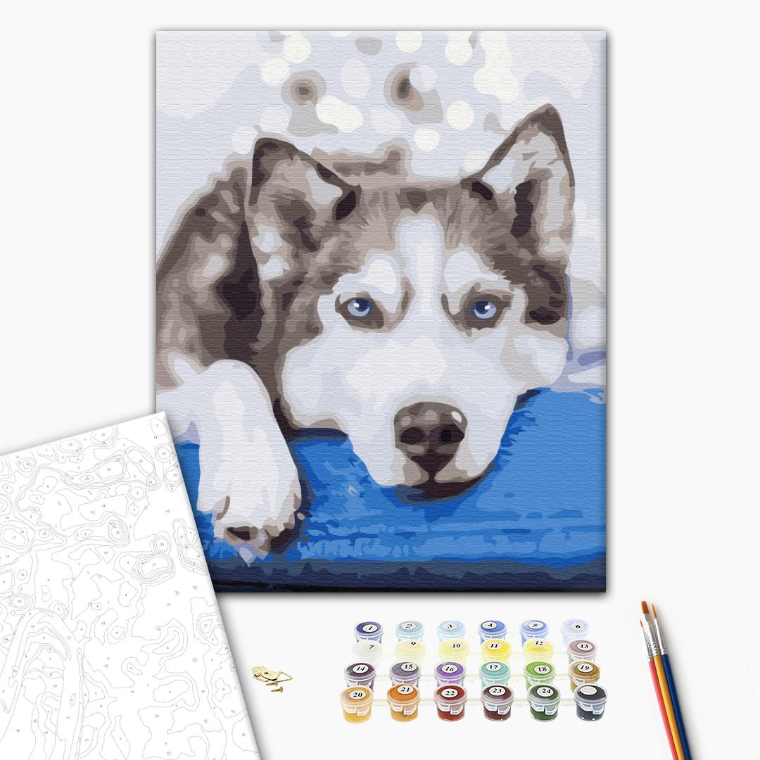 Husky wartet - Malen nach Zahlen Bild auf Leinwand mit Pinseln und Farben